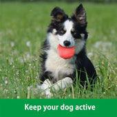 Lade das Bild in den Galerie-Viewer, Intirilife Hunde Gummiball 7cm in KNALL ROT - Hundeball Haustier Spielzeug mit 7 cm Durchmesser ideal zur Zahnreinigung - Bissfest, Geruchsneutral, Widerstandsfähig, Schwimmt auf Wasser