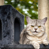 Lade das Bild in den Galerie-Viewer, Intirilife Kratzbaum in Grau - 45 x 30 x 70 cm - Stabiler Katzenkratzbaum mehrstufiger Kletterbaum mit Aussichtsplattformen Höhlen Plüschbommeln und Sisal-Kratzstangen