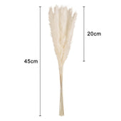 Lade das Bild in den Galerie-Viewer, Intirilife Pampasgras 30 Stück in Weiß - 45 cm Höhe - Natürliche Trockenblume weiches nachhaltiges Schilfgras zur Dekoration und verschiedenen Anlässe