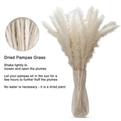 Lade das Bild in den Galerie-Viewer, Intirilife Pampasgras 30 Stück in Weiß - 45 cm Höhe - Natürliche Trockenblume weiches nachhaltiges Schilfgras zur Dekoration und verschiedenen Anlässe