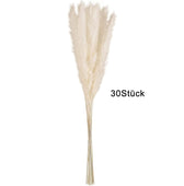 Lade das Bild in den Galerie-Viewer, Intirilife Pampasgras 30 Stück in Weiß - 45 cm Höhe - Natürliche Trockenblume weiches nachhaltiges Schilfgras zur Dekoration und verschiedenen Anlässe