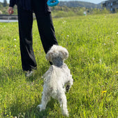 Lade das Bild in den Galerie-Viewer, Intirilife Hunde Kauspielzeug 12.5 x 4 cm Kauring aus blauem Gummi zur spielerischen Zahnpflege und Erfüllung interaktiver Bedürfnisse Hundespielzeug für großer und kleiner Hunde