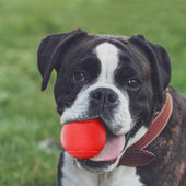 Lade das Bild in den Galerie-Viewer, Intirilife Hunde Gummiball 7cm in KNALL ROT - Hundeball Haustier Spielzeug mit 7 cm Durchmesser ideal zur Zahnreinigung - Bissfest, Geruchsneutral, Widerstandsfähig, Schwimmt auf Wasser
