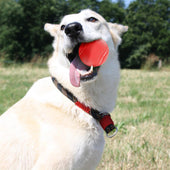 Lade das Bild in den Galerie-Viewer, Intirilife Hunde Gummiball 7cm in KNALL ROT - Hundeball Haustier Spielzeug mit 7 cm Durchmesser ideal zur Zahnreinigung - Bissfest, Geruchsneutral, Widerstandsfähig, Schwimmt auf Wasser
