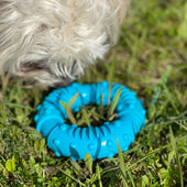 Lade das Bild in den Galerie-Viewer, Intirilife Hunde Kauspielzeug 12.5 x 4 cm Kauring aus blauem Gummi zur spielerischen Zahnpflege und Erfüllung interaktiver Bedürfnisse Hundespielzeug für großer und kleiner Hunde
